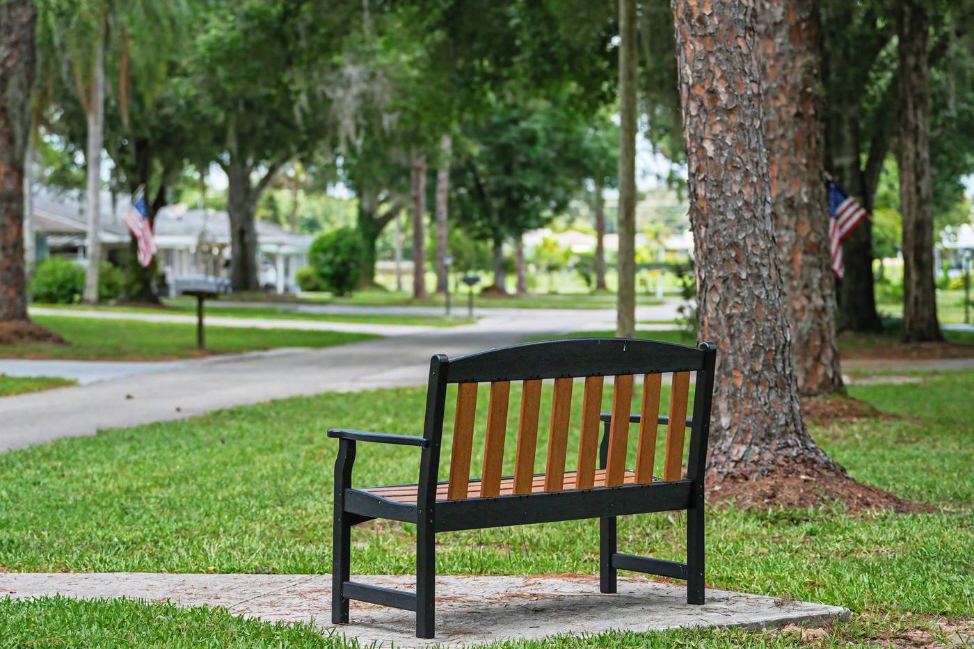 A bench under a pine beside a Village lane